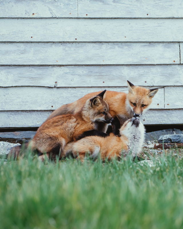 Fox Kits