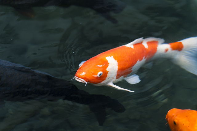 Magic Carp