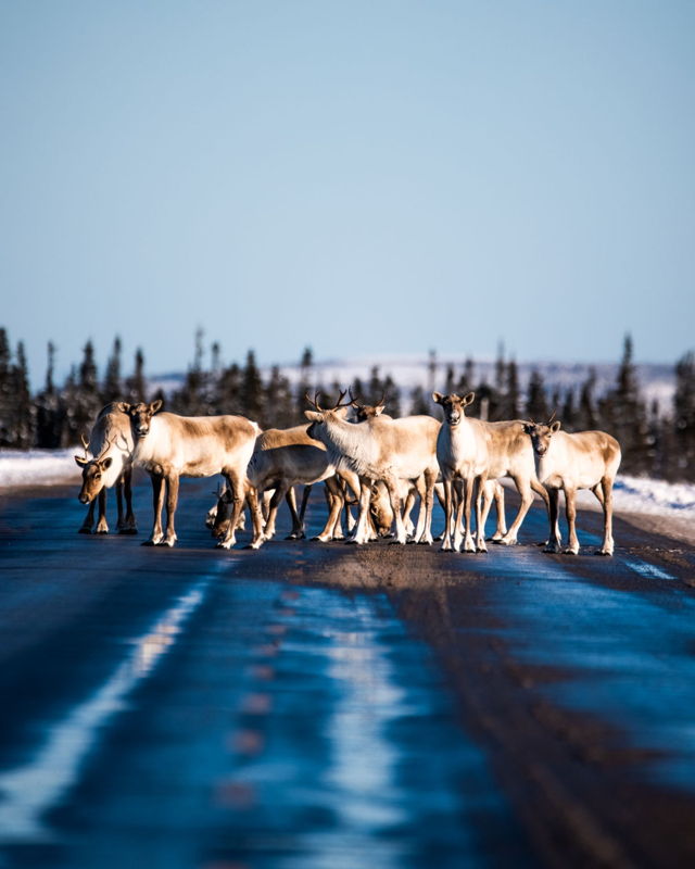 Caribou Road Block
