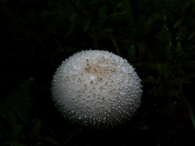 Gem studded puffball