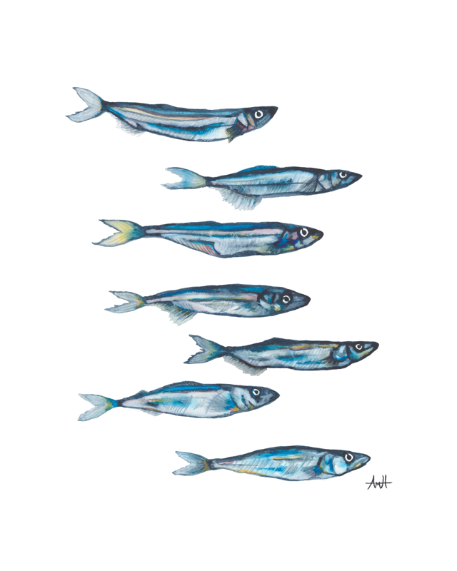 Capelin Row