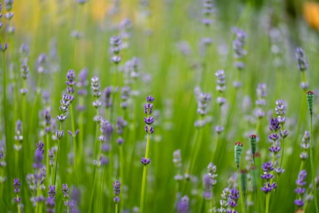 Pretty Grass
