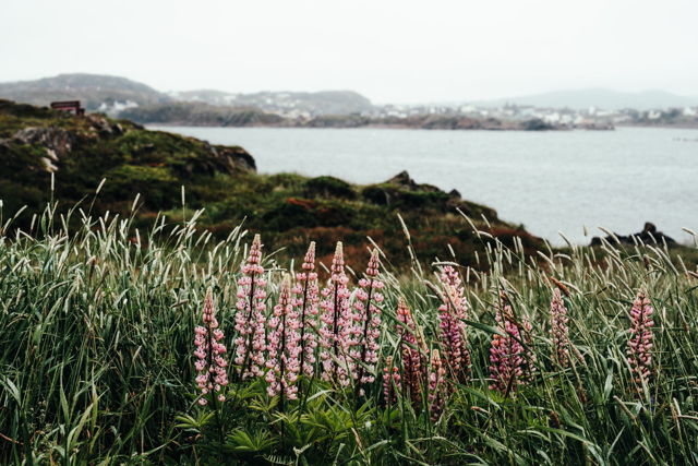 Lupins in Twillingate