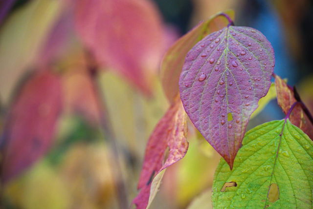 Dogwood leaves in autumn