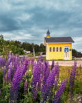 Summer in Cavendish Lupines an Yellow Church