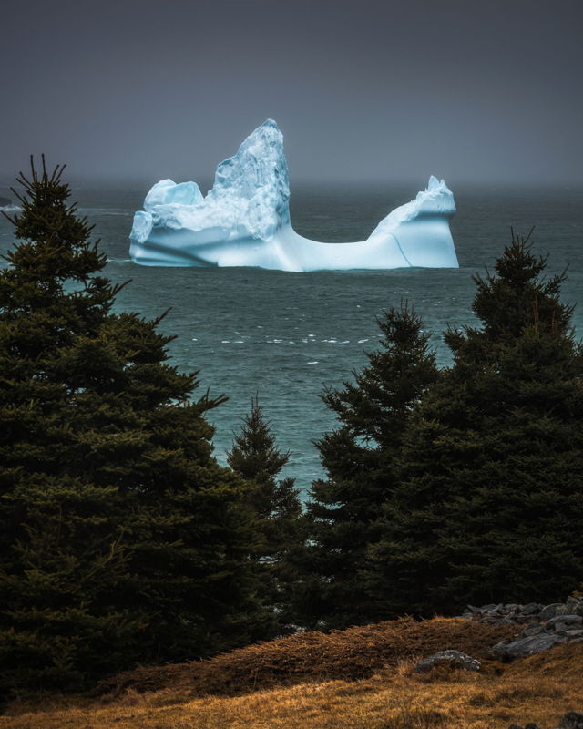 Iceberg over the Trees