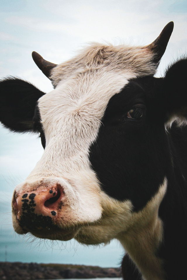 Calf 2