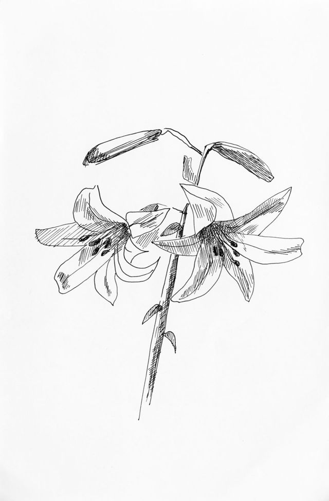 Lillies