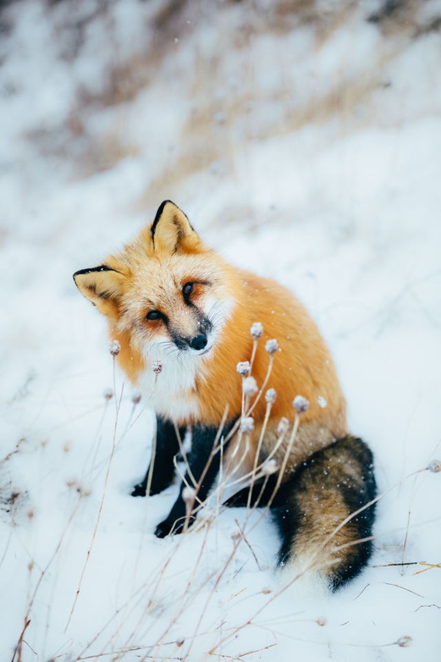 Enjoying the Snow
