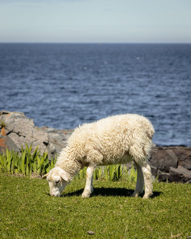 A Lamb by the Atlantic