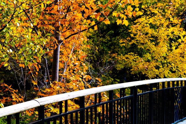Autumn Colours