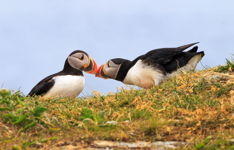 Puffin Love
