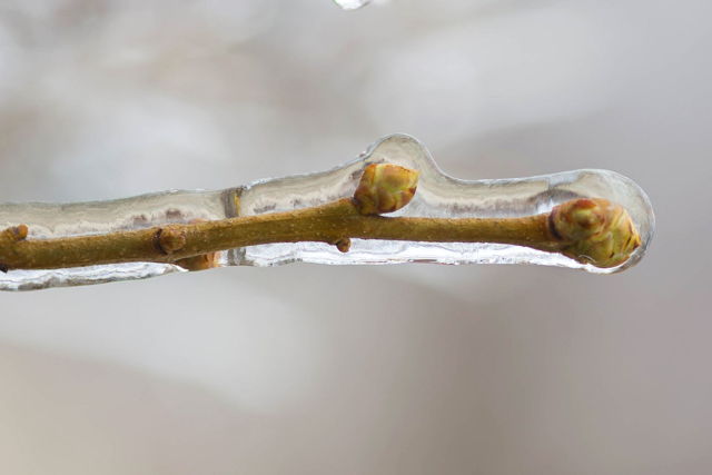 Sleet close-up