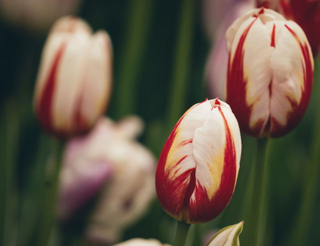 Red and White Tulips