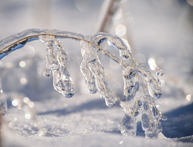 grass encapsulated in ice