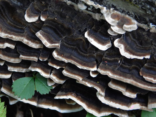 TurkeyTail25