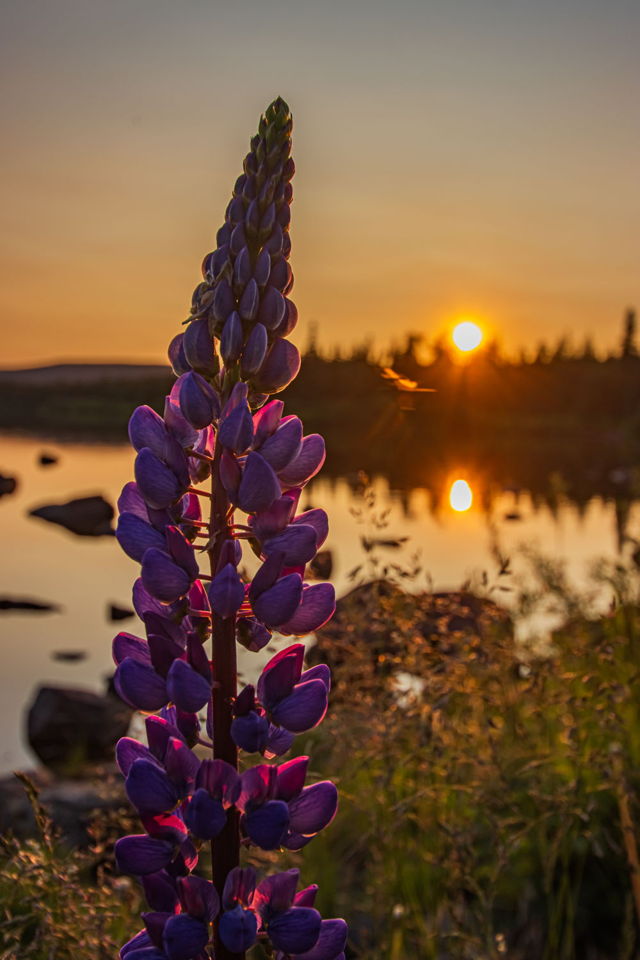 Smokey Lupin Sunset