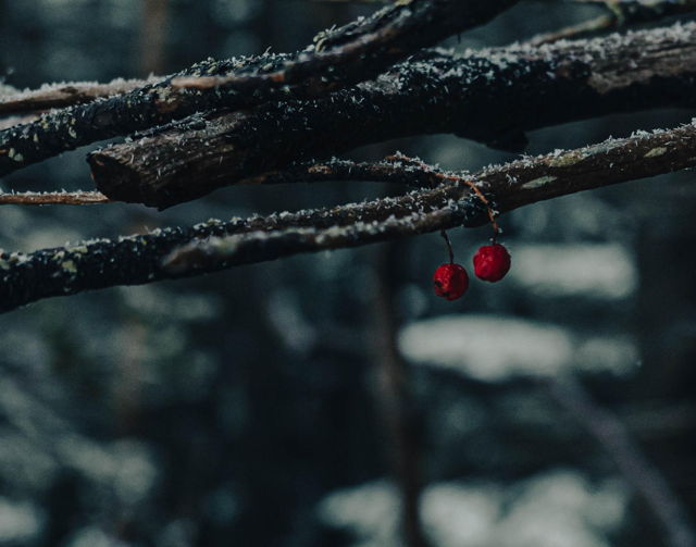 Two Dogberries
