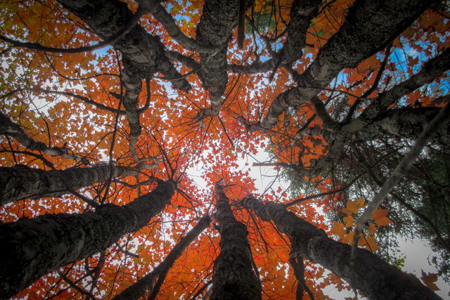 Fall Canopy