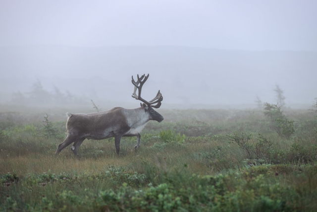 Woodland Caribou in fog