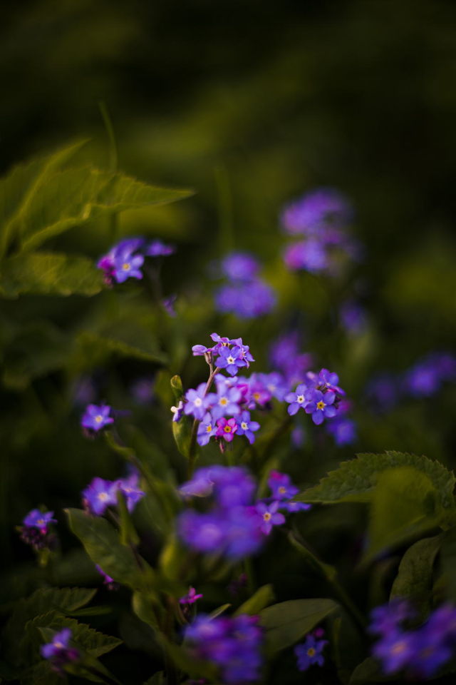 Beauty in Bloom I