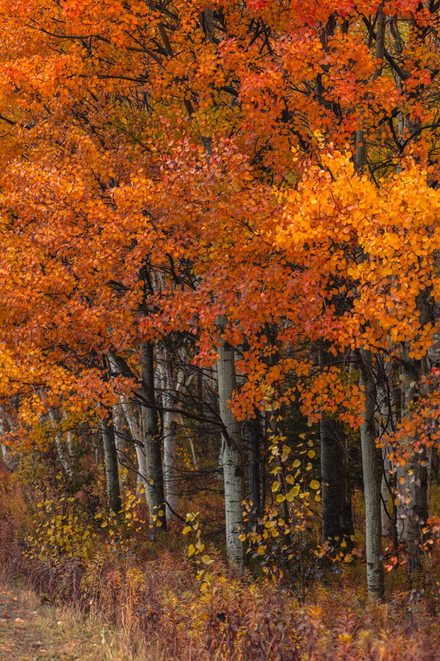Autumn Leaves