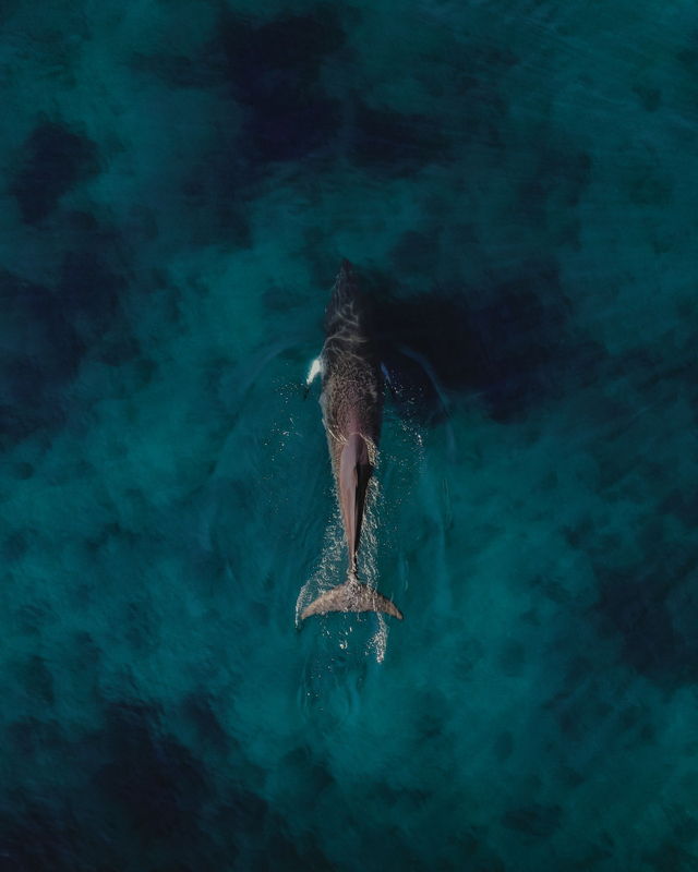 Minke Whale