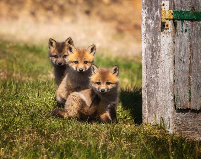 Curious Fox Kits