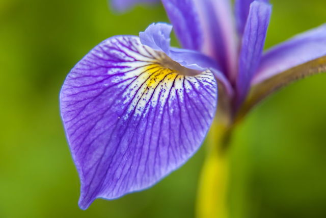 Iris - NL
