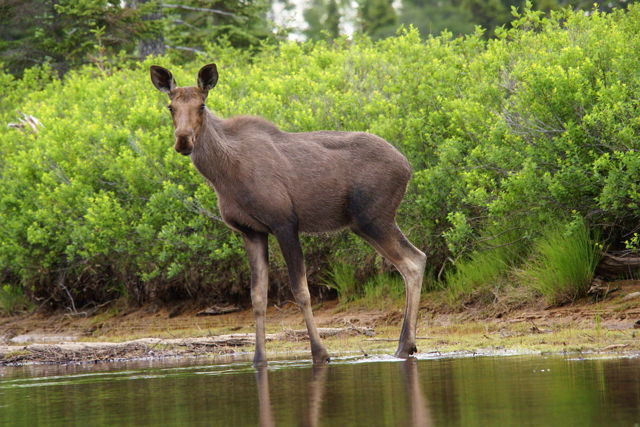 cow Moose
