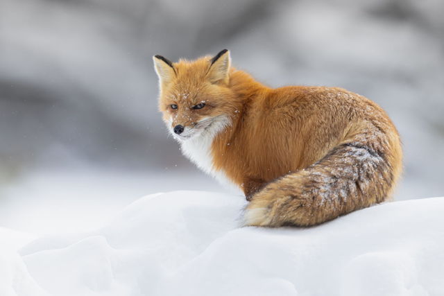 Fluffy