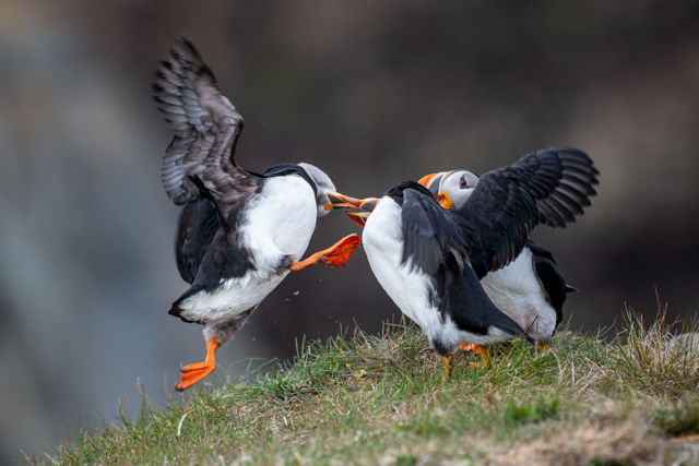 Dance of the Puffins