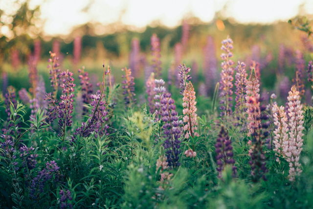Lupins I