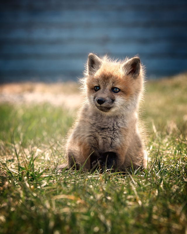 Sweet Baby Fox