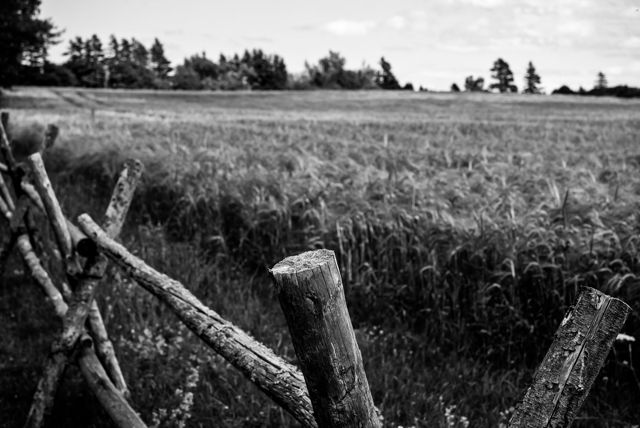 A Wooden Fence