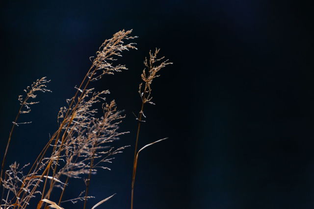 Tall Grass on Blue