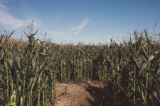 Corn Field