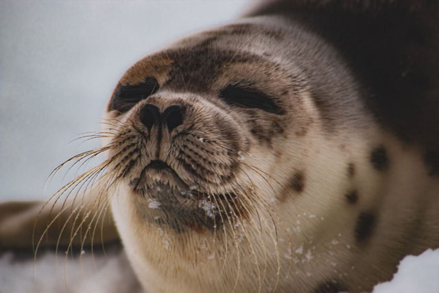 Harp Seal 3