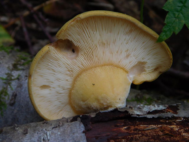 Late fall oyster 25