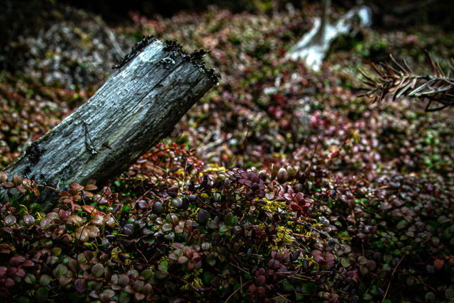Boreal Floor