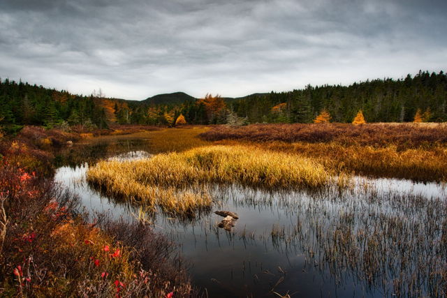 Fall fauna.