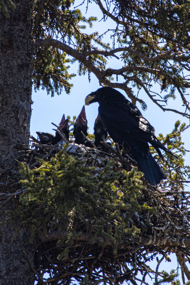Feeding the Fledglings