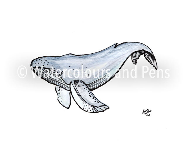 Humpback