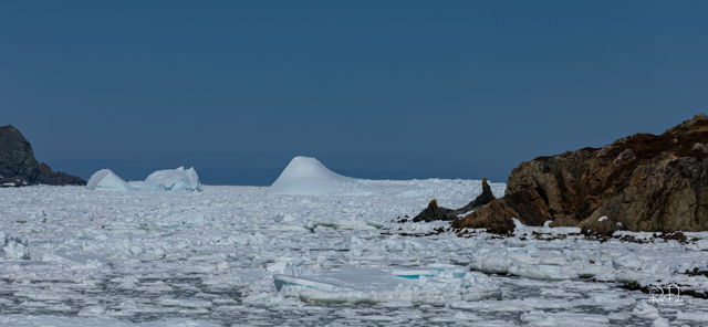 Icebergs in Harbour
