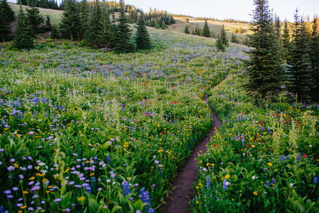 Alpine Trail