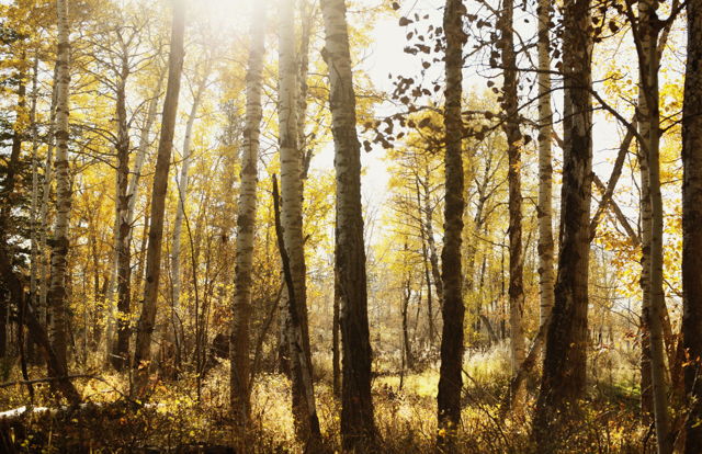 Aspen Glow