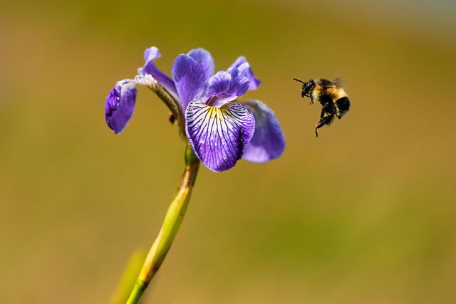 Pollinator