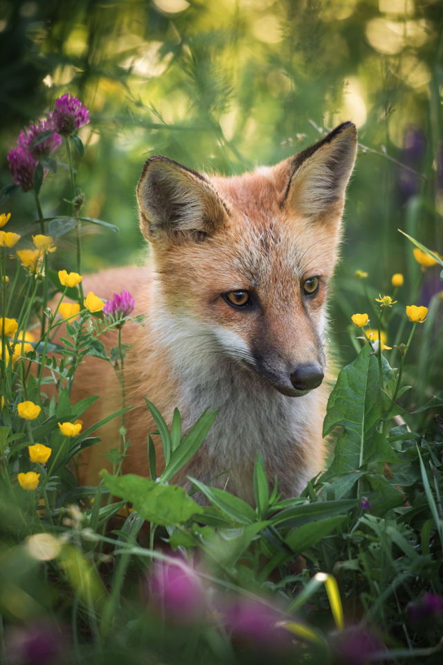 Curiosity In Bloom