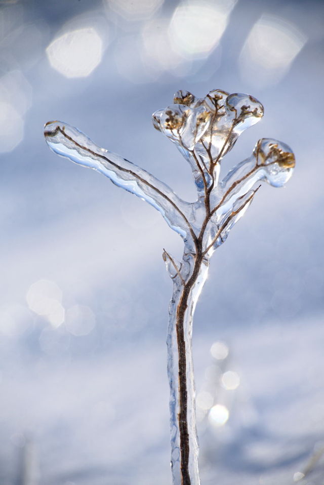 wildflower encapsulated in ice
