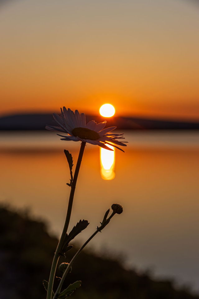 Daisy Sunrise